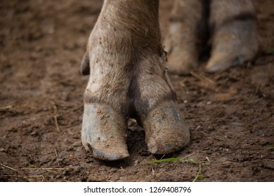 Strong Buffalo Feet