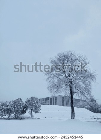 Similar – freigestellter baum Winter