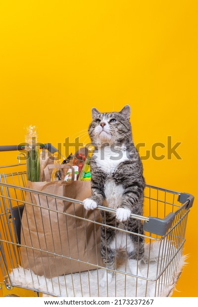Strong cat standing in shopping cart, on\
yellow background