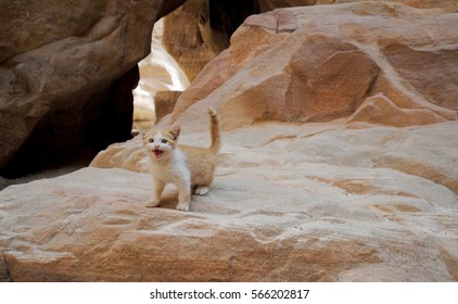 Strong Character Cute Stray Kitten Petra Jordan Antique City Featured In Indiana Jones