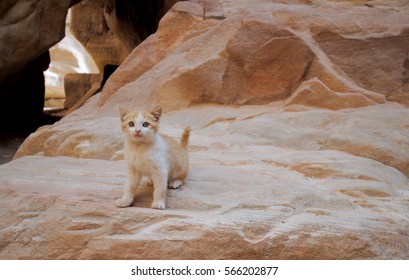 Strong Character Cute Stray Kitten Petra Jordan Antique City Featured In Indiana Jones