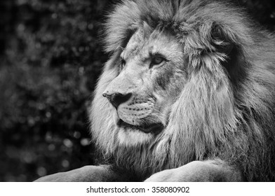 Strong contrast black and white of a male lion in a kingly pose