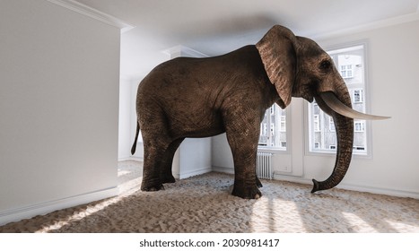 Strong elephant in the small room with beach sand on the ground as a funny space problem concept image