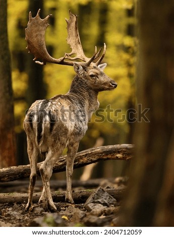 Strong fallow deer stag during rutting season. Dominant fallow deer roaring in autumn forest during rut. Close up portrait of wild animal. Dama dama.