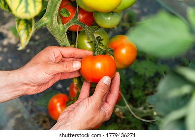 Strong farmer man is picking tomato harvest in the greenhouse. Ripe vegetables ready to be cut. Concept of natural products, agriculture, clean organic food. Close up. Tonned.