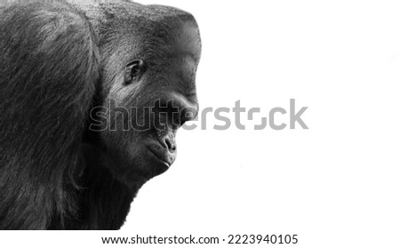 Strong Gorilla Face Isolated On The White Background