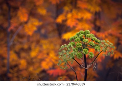 Strong And Green Woodland Angelica This Colorful Side Autumn Leaves On The Trees.