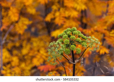 Strong And Green Woodland Angelica This Side Colorful Leaves On Some Trees.