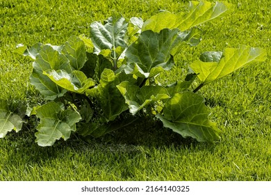 Strong Growing Rhubarb ,natural Background 