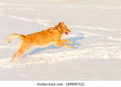 Strong Healthy Golden Retriever Runs In A Jump. Side View.Winter Outside Shot.Nice Sunny Evening.