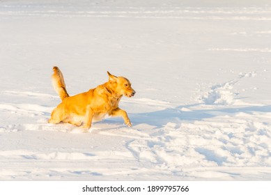 Strong Healthy Golden Retriever Runs In A Jump. Side View.Winter Outside Shot.Nice Sunny Evening.