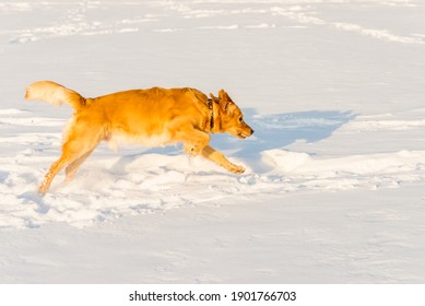 Strong Healthy Golden Retriever Runs In A Jump. Side View.Winter Outside Shot.Nice Sunny Evening.