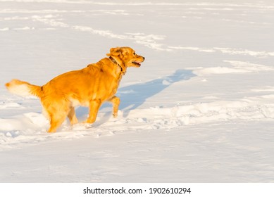 Strong Healthy Golden Retriever Runs In A Jump. Side View.Winter Outside Shot.Nice Sunny Evening.