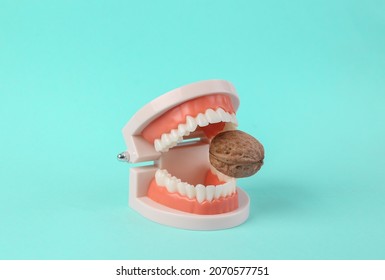 Strong And Healthy Teeth. Plastic Model Of A Human Jaw Gnawing Walnut On Blue Background