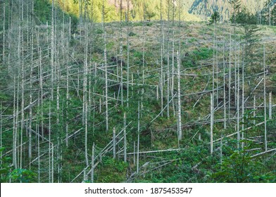 A Strong Hurricane Destroyed Trees In The Forest. Windstorm Damage.