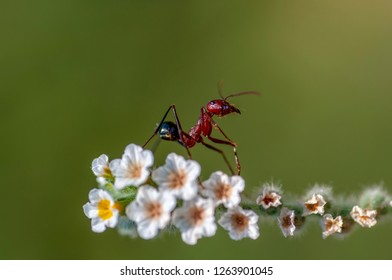 Strong Jaws Red Ant Closeup Stock Photo 1263901045 | Shutterstock