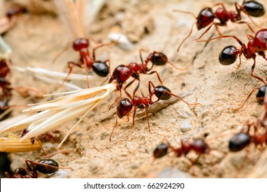 Strong jaws of red ant close-up