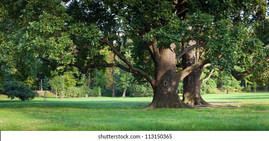 Strong Old Green Oak Tree In The Park