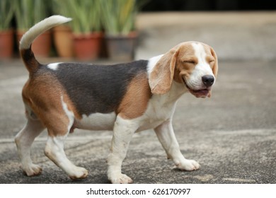 Strong Purebred Beagle Dog In Action, Strong Male Beagle Dog