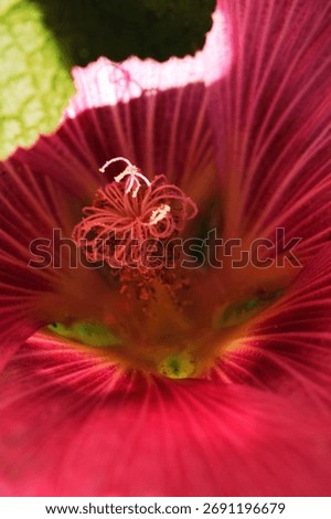 The strong radial veins create a vortex or tunnel effect leading the eye to the sharply focused, intricate central pistil. A green leaf provides contrasting color and context in the top left corner
