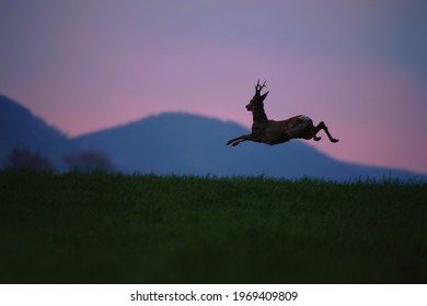 Strong roe buck mid-air. Animal jumping. Roe deer stag doing huge jump. Action shot of moving animal. Roe deer stag with impressive jumping. Alerted roe buck running to safety. Capreolus capreolus.