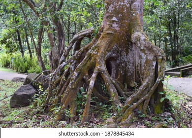 strong root complex of a huge tree in the forest 
