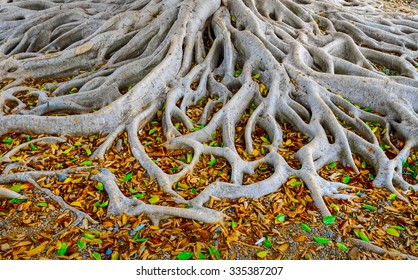 Strong Roots Of Old Tree With Fresh Green And Dry Orange Leaves