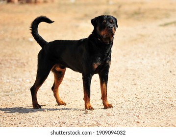 a strong rottweiler dog in the field