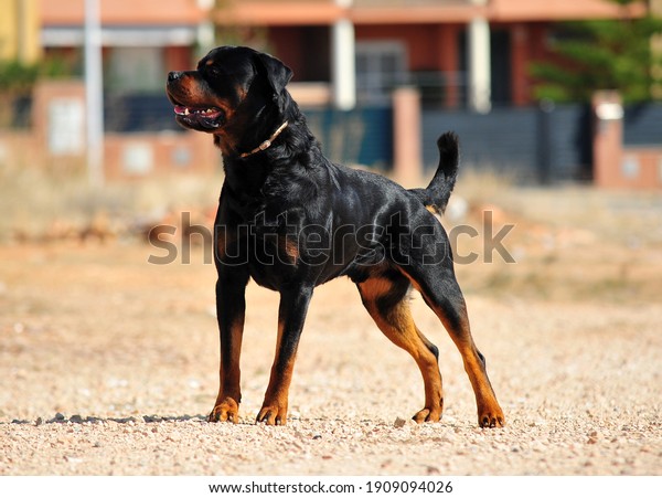 a strong rottweiler\
dog in the field