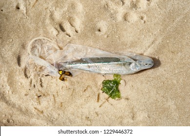 Strong Sad Image of a Dead Fish Inside a Condom. Plastic Waste, Atlantic Ocean Pollution Damage n How It Affects Fishing and Health. Animal Cruelty Effects, Global Warming of Contamination n Disaster