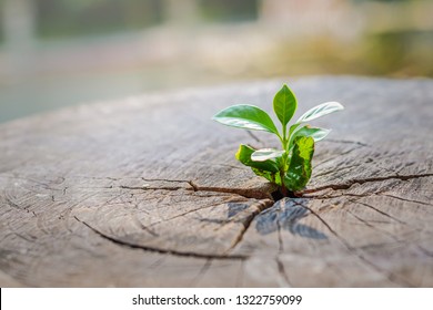 A Strong Seedling Growing In The Center Trunk Of Cut Stumps. Tree ,Concept Of Support Building A Future Focus On New Life