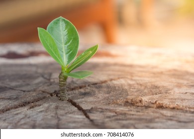 strong seedling growing in the center trunk tree - Shutterstock ID 708414076