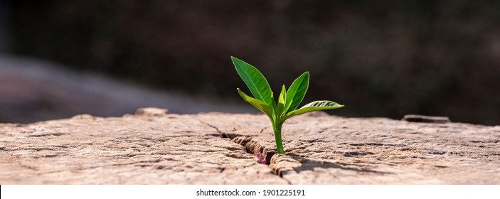 A strong seedling growing in the old center dead tree ,Concept of support building a future focus on new life with seedling growing sprout,New life growth future concept wide banner