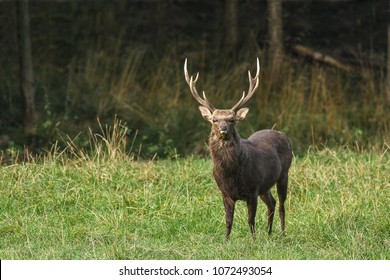 A strong sika deer stands early in the morning on a meadow at the edge of the forest and  observes attentively the surroundings.