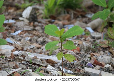 A Strong And Small Tree Grown On Rocky Land.