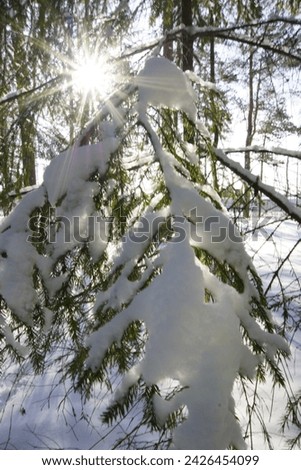 Snow vs. sun Natur Pflanze