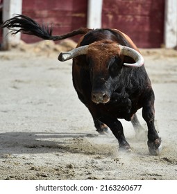 Strong spanish bull with big horns in the traditional spectacle of bullfight in spain
