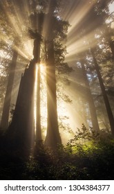 Strong Sunlight Filtering Through The Fog And Redwoods In Northern California's Redwood Forest