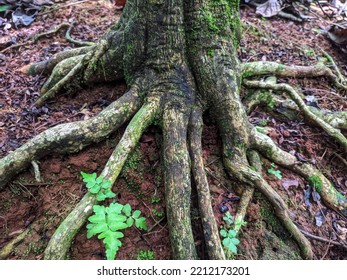 The Strong Taproot Of The Coffee Tree