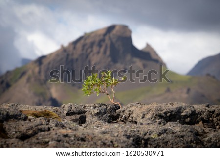 Strong tiny tree on the Volcanic landscape. Iceland, Laugavegur hiking track, concept of desire, willpower and strength