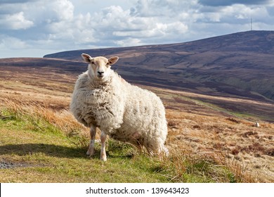 Strong And Tough Sheep Standing In The Landscape Of Ireland