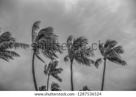 Strong Trade Winds Blowing.  Waikiki coconutpalm trees bent in the stiff breeze.