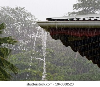 Strong tropical rain falls in a wooded area, in the foreground a house roof, from the gutter flows a lot of water - Location: Seychelles