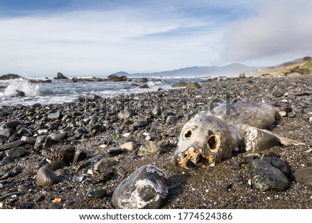 Similar – Foto Bild Felsstrand wie aus Jade