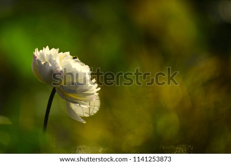 Similar – Image, Stock Photo wimps Flowerpot Plant