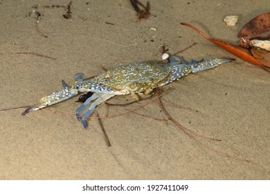 蟹 の画像 写真素材 ベクター画像 Shutterstock