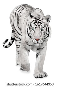 Strong white tiger walking, isolated on white background