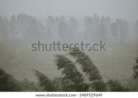 A strong wind bends birch trees in the forest into a clearing into thunder and a hurricane with rain