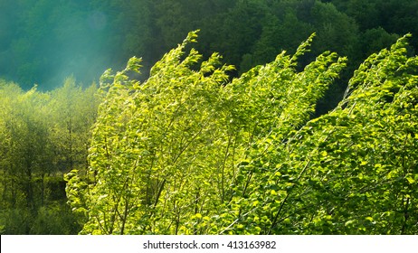 Strong Wind Bends Tree On A Background Of Solar Flare.