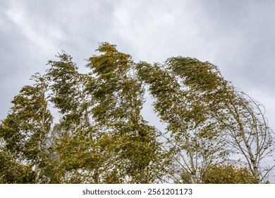 a strong wind bends the trunks of trees and rips the leaves. Early autumn. Tula region Russia